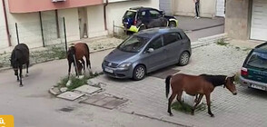 „Пълен абсурд”: Стадо безстопанствени коне тормози жителите на кв. „Дървеница”