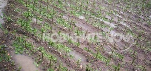 Силна градушка унищожи 80% от реколтата в село Вълкосел (ВИДЕО+СНИМКИ)