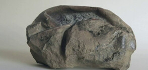 Откриха мистериозно яйце на 68 млн. години край бреговете на Антарктида