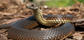 Опасни ли са змиите, които виждаме в градовете? (ВИДЕО)