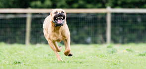 Кой следи за спазването на правилата за едри и агресивни животни?