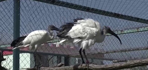 Зоопаркът в Бургас се сдоби с три свещени ибиса