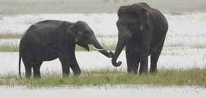 Масова смърт на слонове в Ботсвана