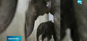 В зоопарка в Сейнт Луис се роди слонче за първи път от 27 години насам (ВИДЕО)