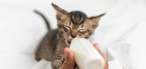 Огнеборци спасиха новородени котета в Силистра