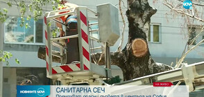 Премахват опасните дървета в София