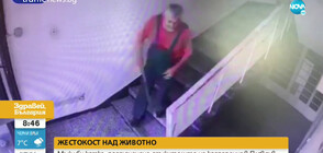 ЖЕСТОКОСТ: Мъж уби котка, подслонена от жителите на кооперация в Пловдив