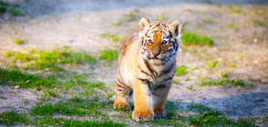 Рядък суматрански тигър се роди в зоопарк в Полша (ВИДЕО)