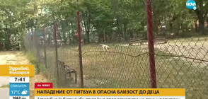 Нападение от питбул в опасна близост до деца