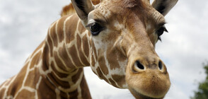 Жираф в Австралия беше обявен за най-високия в света (СНИМКИ)