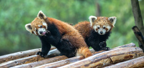 Редки червени панди се родиха в турски зоопарк