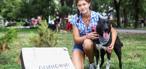 Над 600 са осиновените кучета от началото на 2020 година