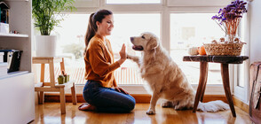 Кучетата обработват речта по същия начин като хората