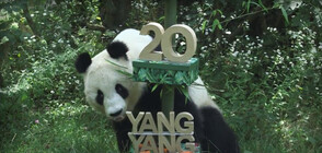 Панда празнува 20-ия си рожден ден с веган торта (ВИДЕО)
