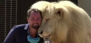 В ПРЕГРЪДКАТА НА ЛЪВА: Как се снима клип с диво животно? (ВИДЕО)