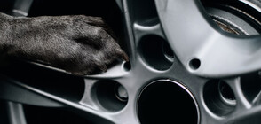 Упорито бездомно куче стана консултант в магазин за коли (СНИМКИ)