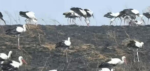 Мистериозна смърт на 12 щъркела в Разградско