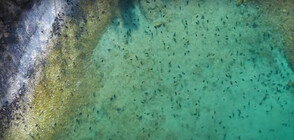 Стотици тюлени се разхлаждат в езерото Байкал (ВИДЕО)