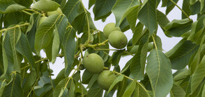 Разкриха коя е най-полезната за сърцето храна