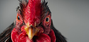 Италианец беше глобен заради шумния си петел