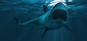 Сърфист скочи върху гърба на акула, за да спаси жена (СНИМКИ)