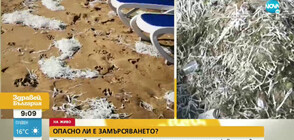 Опасни ли са белите лентички, които морето изхвърли по плажовете у нас?