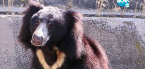 Подхвърлена храна прати в болница мечка от столичния зоопарк