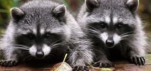 Еноти рисуват, продават шедьоврите им в интернет (СНИМКИ)