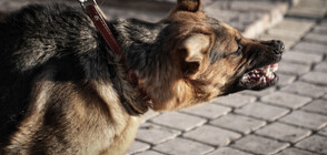 Дете е с над 100 шева след зверско ухапване от куче (ВИДЕО+СНИМКИ)