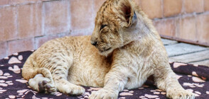 Две лъвчета - най-новите обитатели на варненския зоопарк (СНИМКИ)