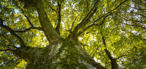 В Торонто спасяват дъб, по-стар от Канада