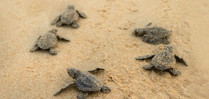 УНИКАЛНО: Рекорден брой костенурки се излюпиха на плаж в Турция (ВИДЕО)