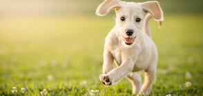 Днес е световният ден на кучетата