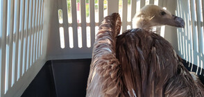 Спасиха белоглав лешояд край язовир „Студен кладенец” (ВИДЕО+СНИМКИ)