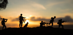 Награждават куче-герой, спасило британски войници в Афганистан (СНИМКИ)