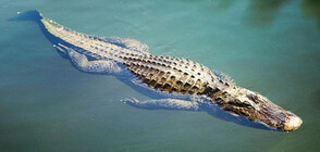 Крокодил се появи в река в Германия (СНИМКИ)