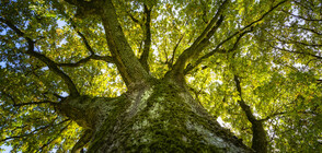 Древен дъб в Италия се оказа на 1000 години