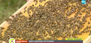 "НИЩО ЛИЧНО": Селището на пчелите