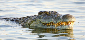 Отново е забелязан крокодил в река в Германия