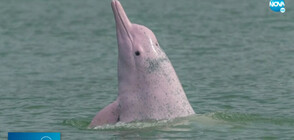 Бели и розови делфини се завърнаха в залива на Хонконг (ВИДЕО)
