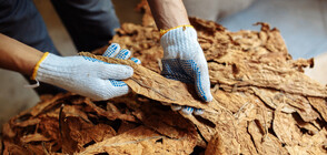 Тютюнопроизводителите ще получават помощ и през следващите две години