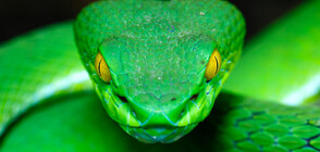 Мъж покри лицето си със змия вместо с маска в автобус (СНИМКИ)