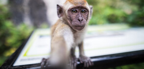 Маймуна открадна телефона на студент, за да си направи селфита