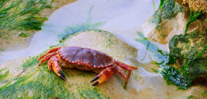 Кадри с рак пушач предизвикаха гняв в мрежата (ВИДЕО)