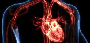 Създадоха първия в света Атлас на човешкото сърце (СНИМКИ)