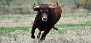 Неочаквана развръзка с биковете, тероризиращи „Лозенец” (ВИДЕО)