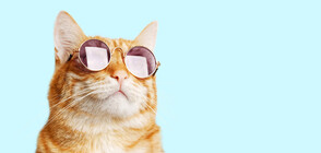 Самотен котарак си направи стотици селфита (СНИМКА)