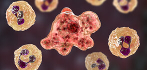 В ПИТЕЙНА ВОДА: Откриха смъртоносен микроб, който разяжда мозъка (ВИДЕО+СНИМКИ)