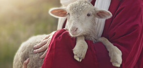 Агне с пет крака и шест копита се роди в Австралия (ВИДЕО)