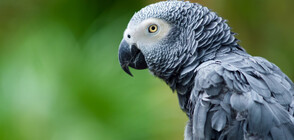 Заради остър език: Зоопарк постави папагали в изолация